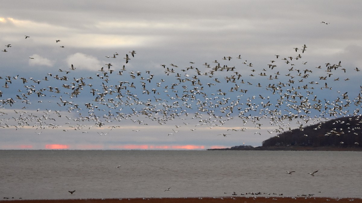 Цасны галуу - ML644542594