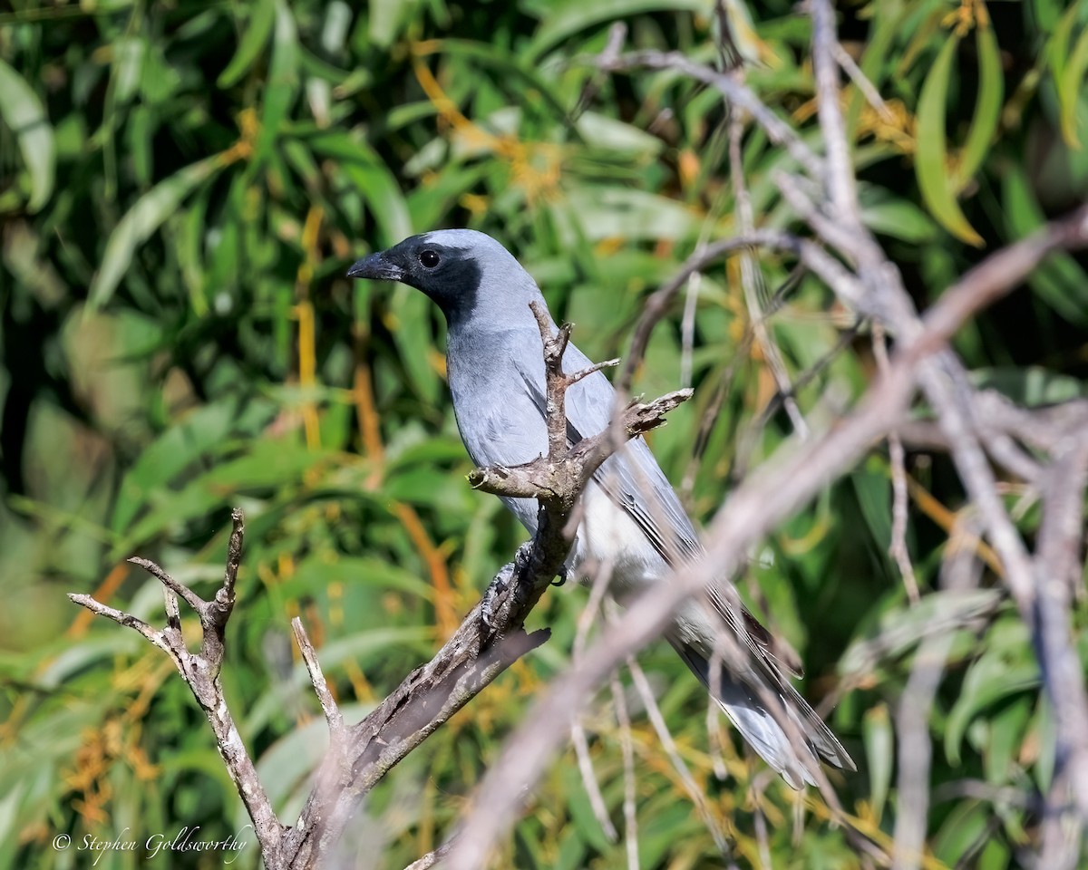 Black-faced Cuckooshrike - ML644542603