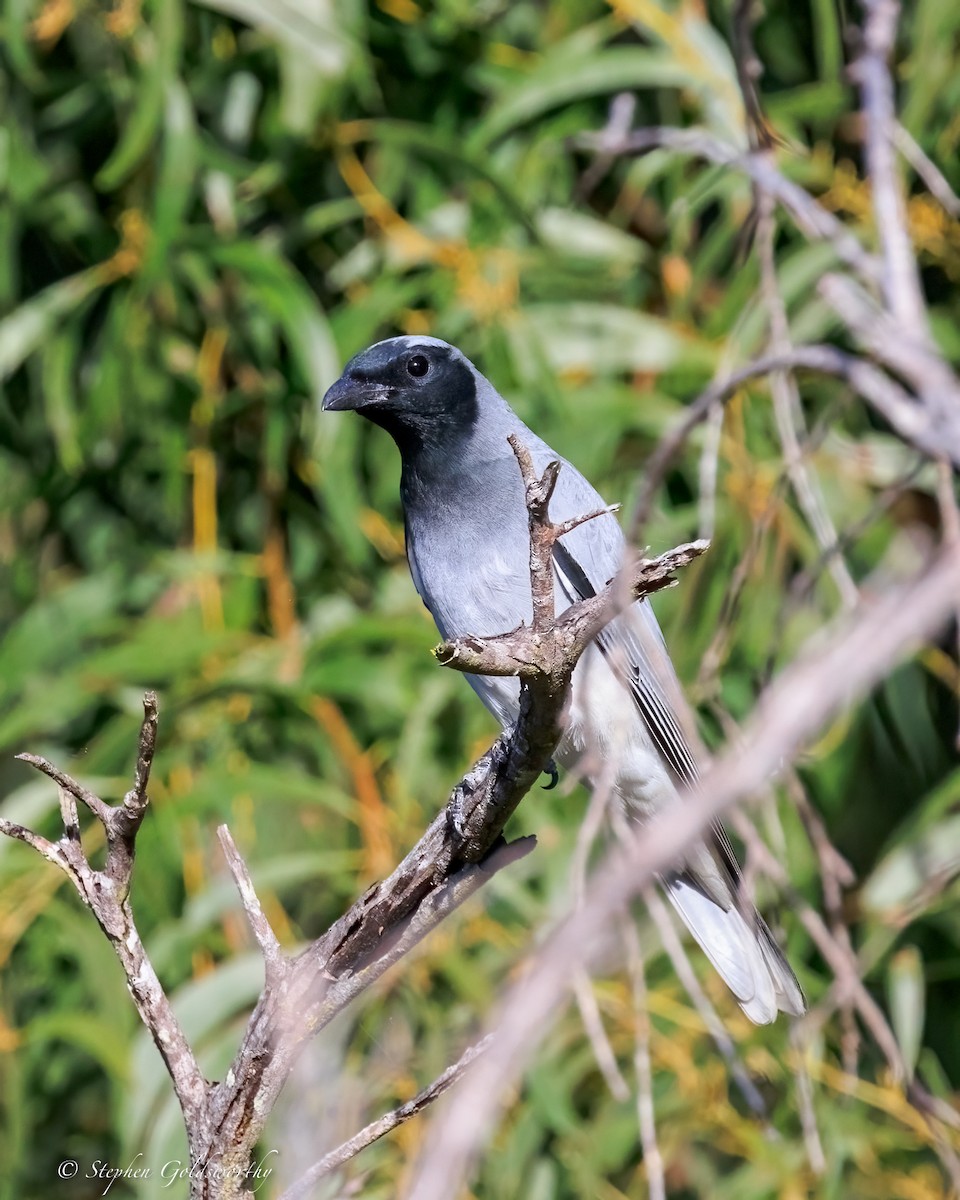Black-faced Cuckooshrike - ML644542604