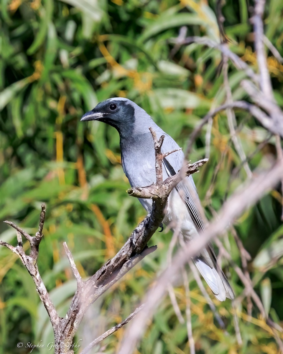 Black-faced Cuckooshrike - ML644542605