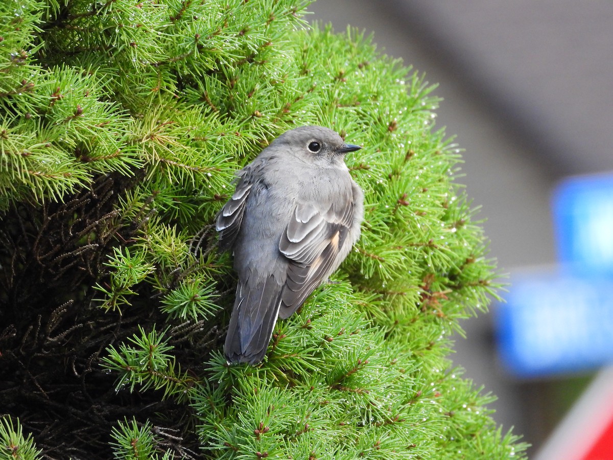 ハエトリツグミ - ML644542609