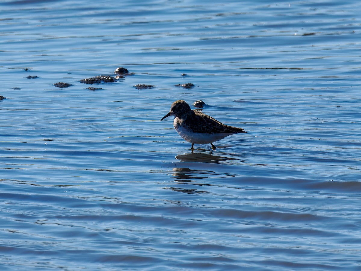 Least Sandpiper - ML644542632