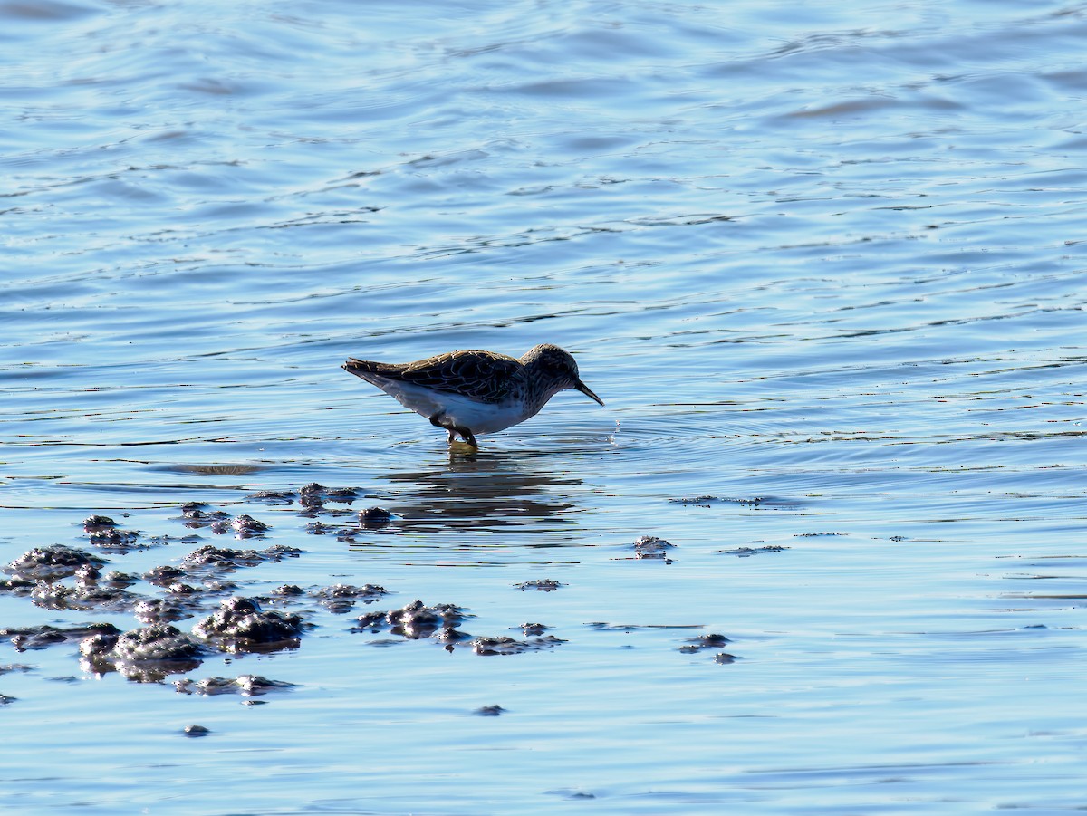 Least Sandpiper - ML644542633