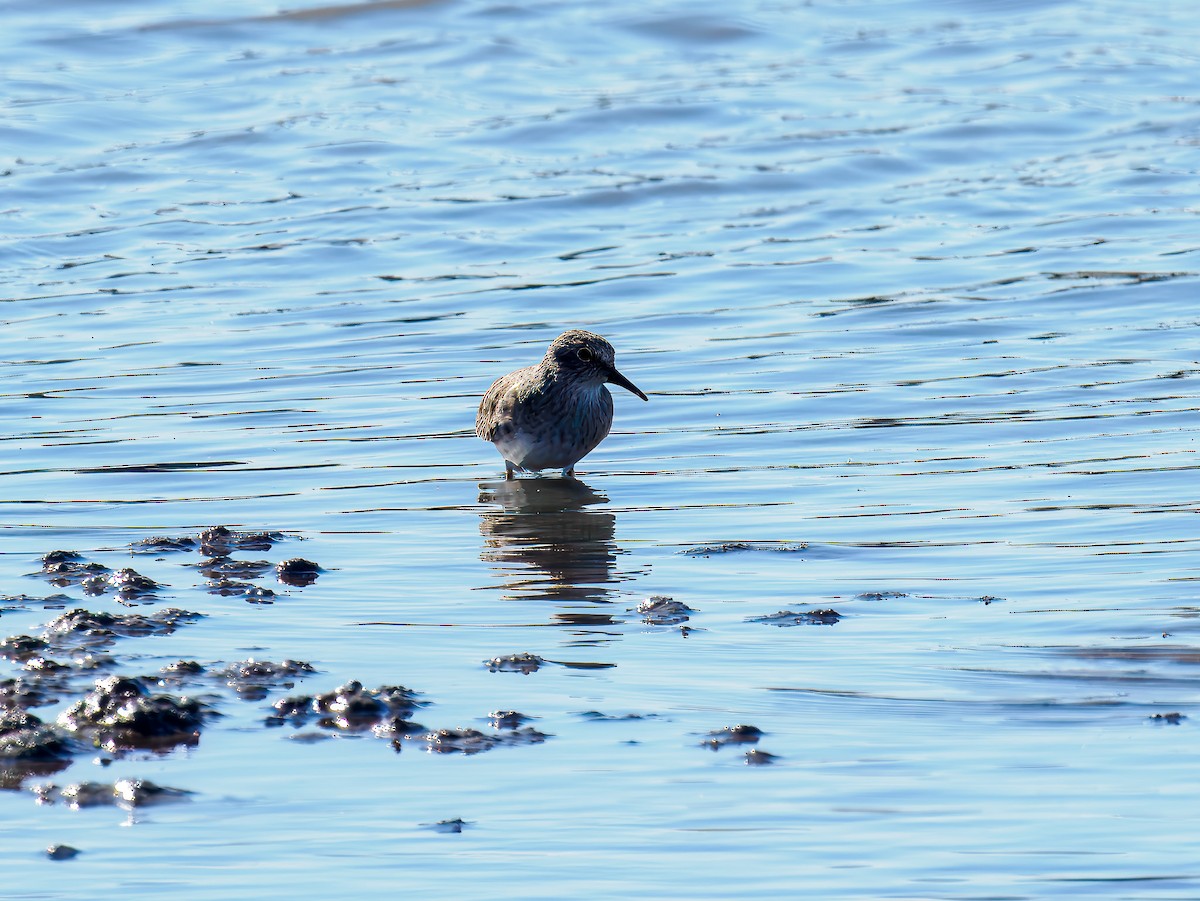 Least Sandpiper - ML644542634
