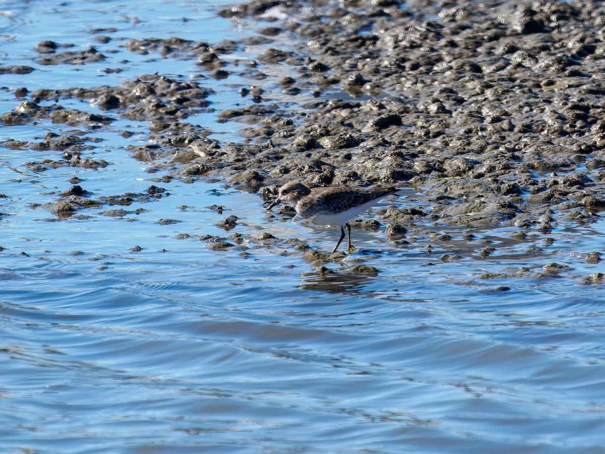 Least Sandpiper - ML644542635