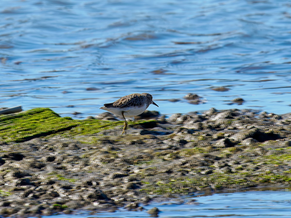 Least Sandpiper - ML644542636