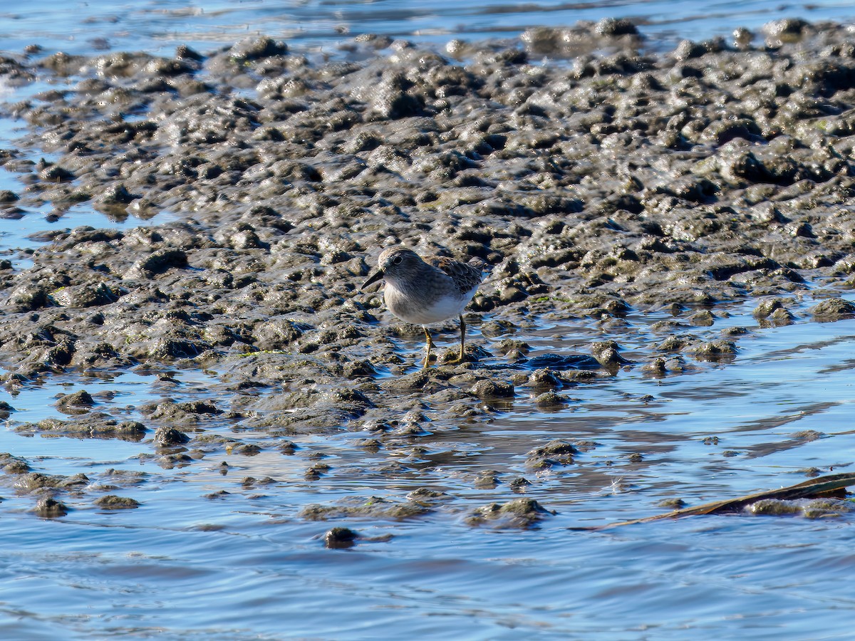 Least Sandpiper - ML644542637