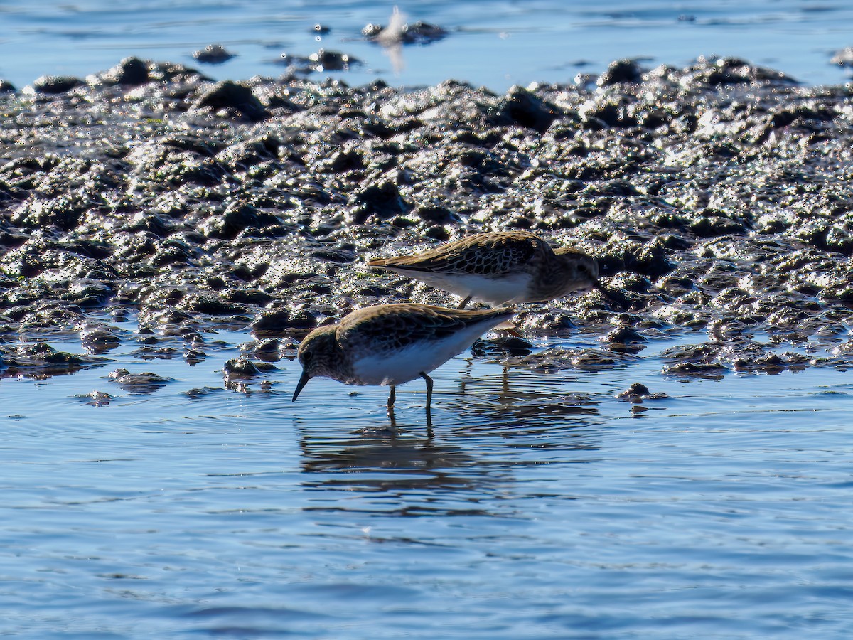 Least Sandpiper - ML644542638