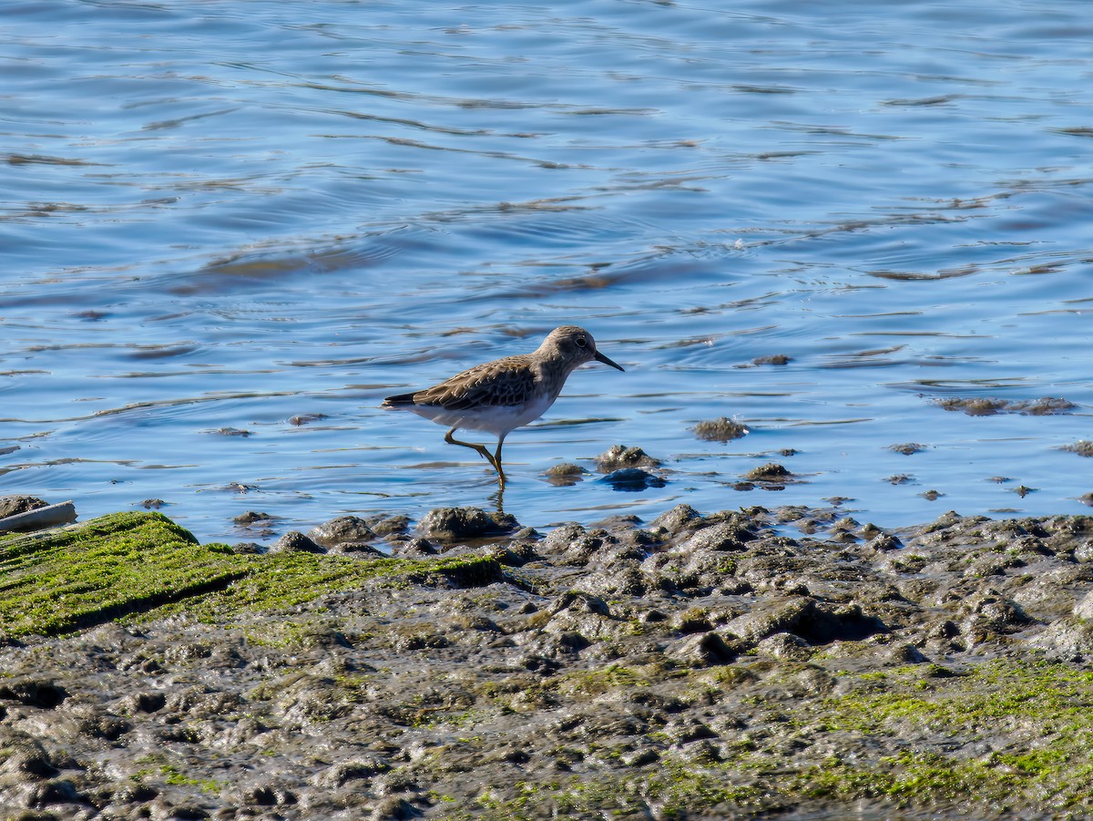 Least Sandpiper - ML644542639