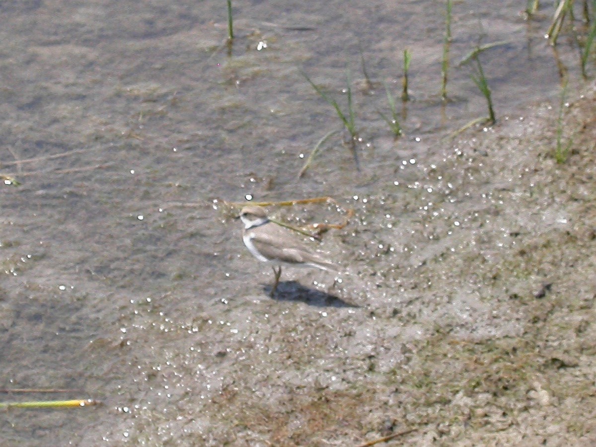 Pluvier à collier interrompu - ML644542641
