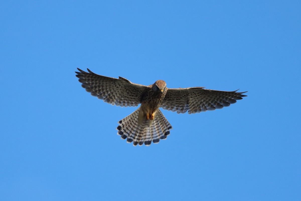 poštolka obecná - ML644542643