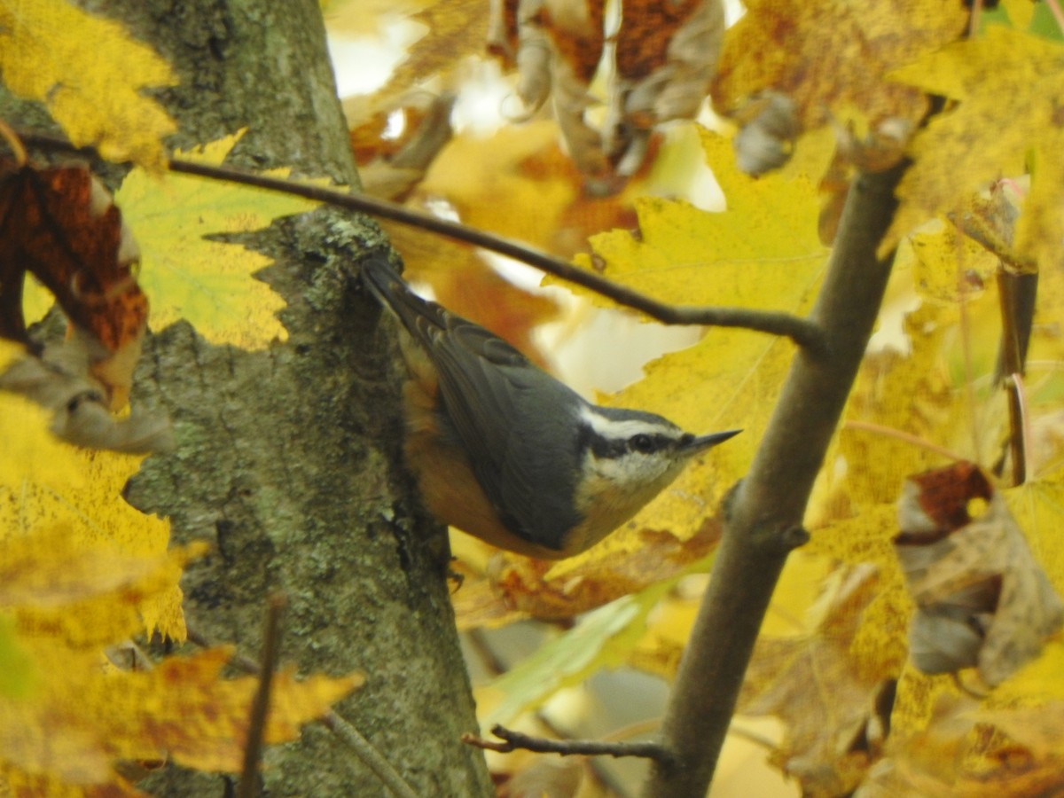 Red-breasted Nuthatch - ML644542644