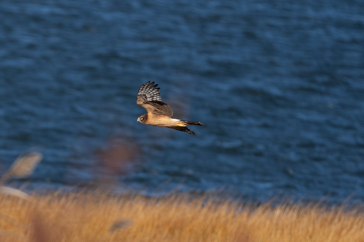 Northern Harrier - ML644542650