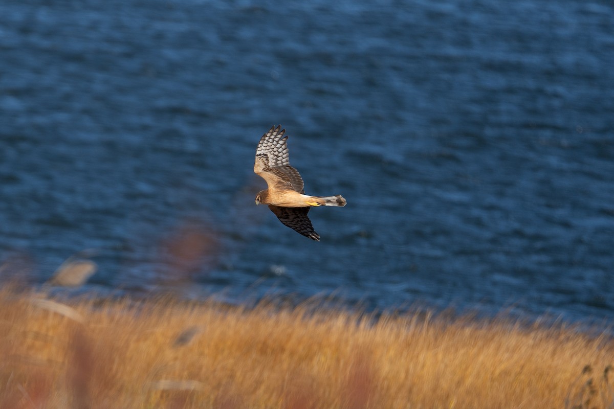 Northern Harrier - ML644542651