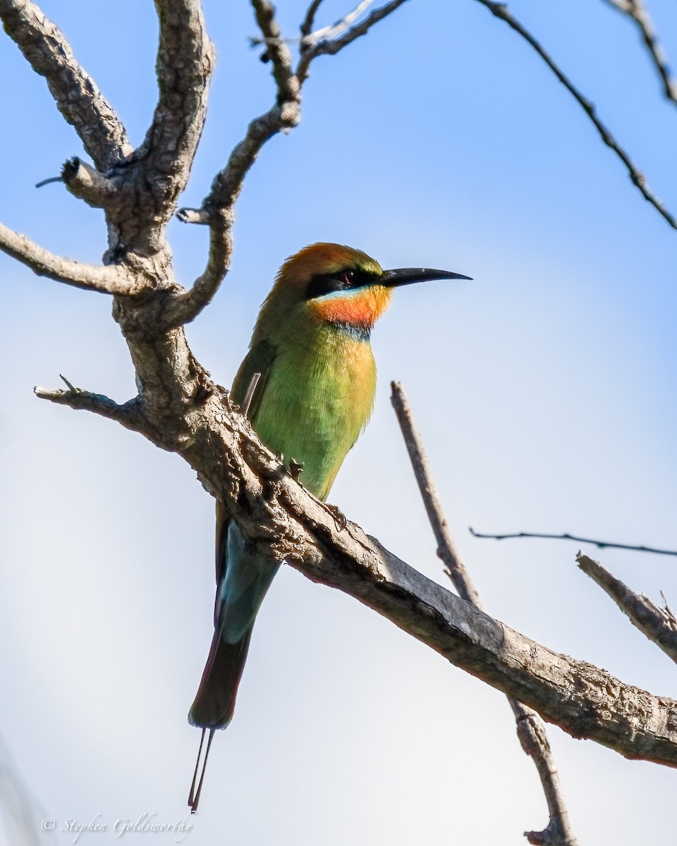 regnbuebieter - ML644542653