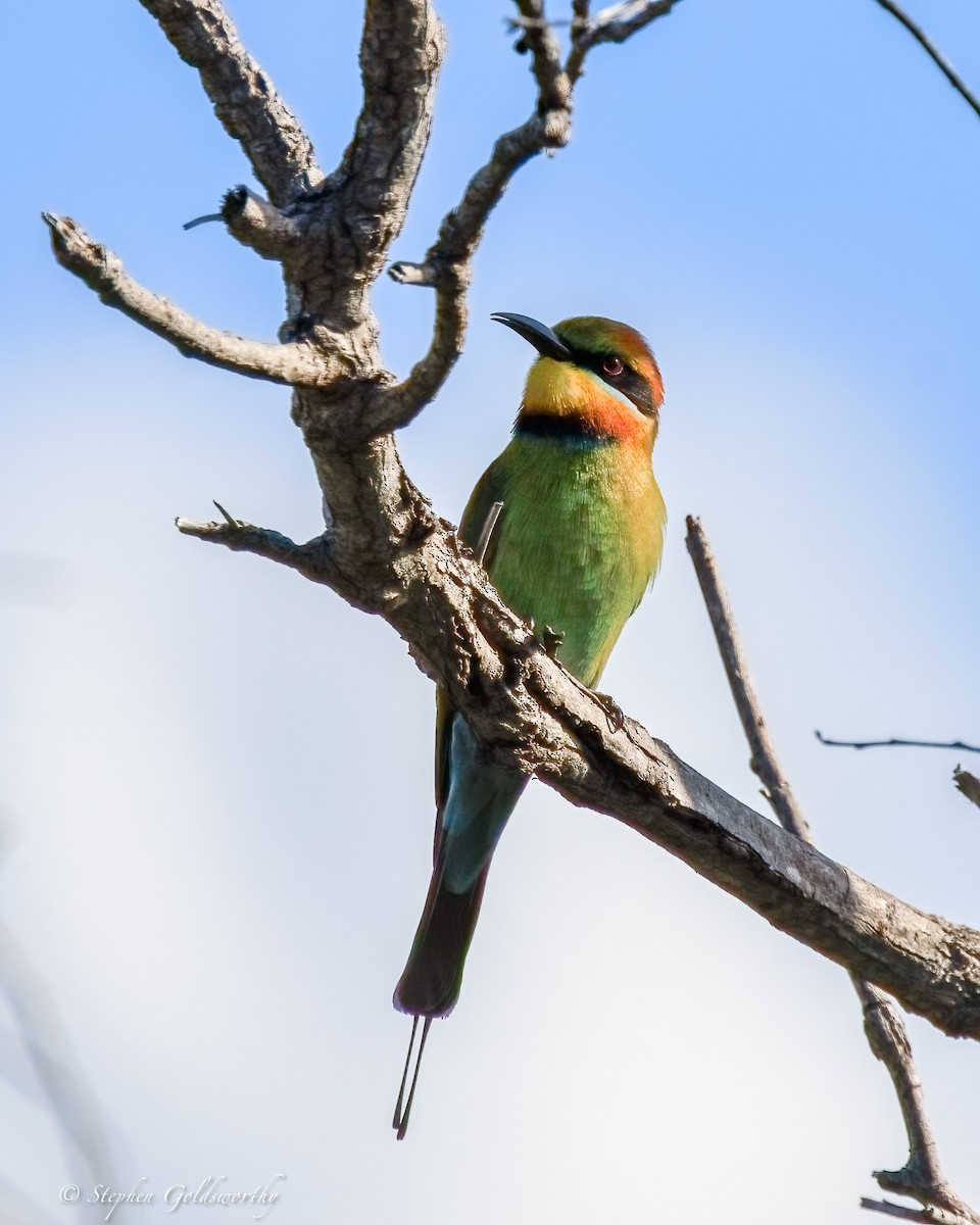 regnbuebieter - ML644542654