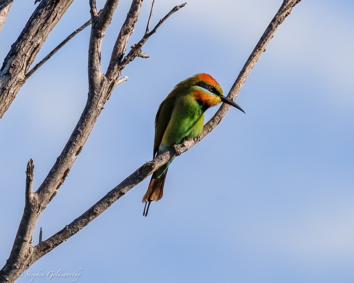 regnbuebieter - ML644542655