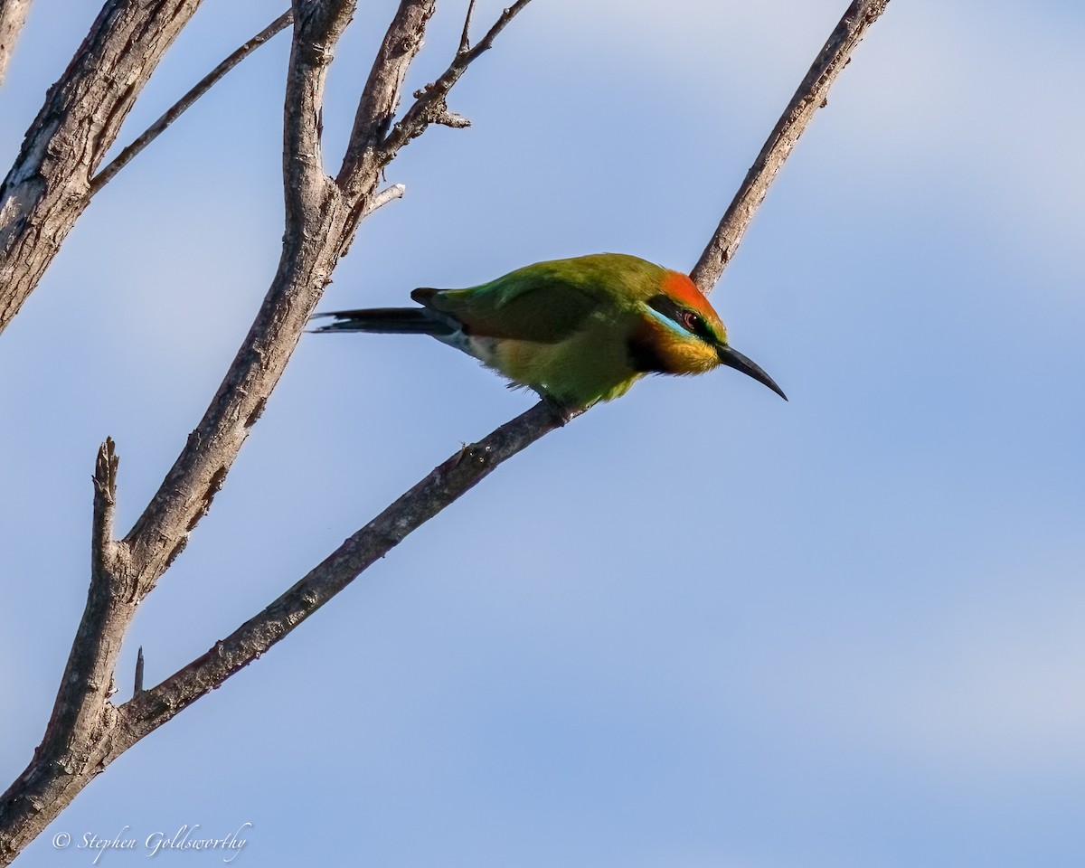 regnbuebieter - ML644542656