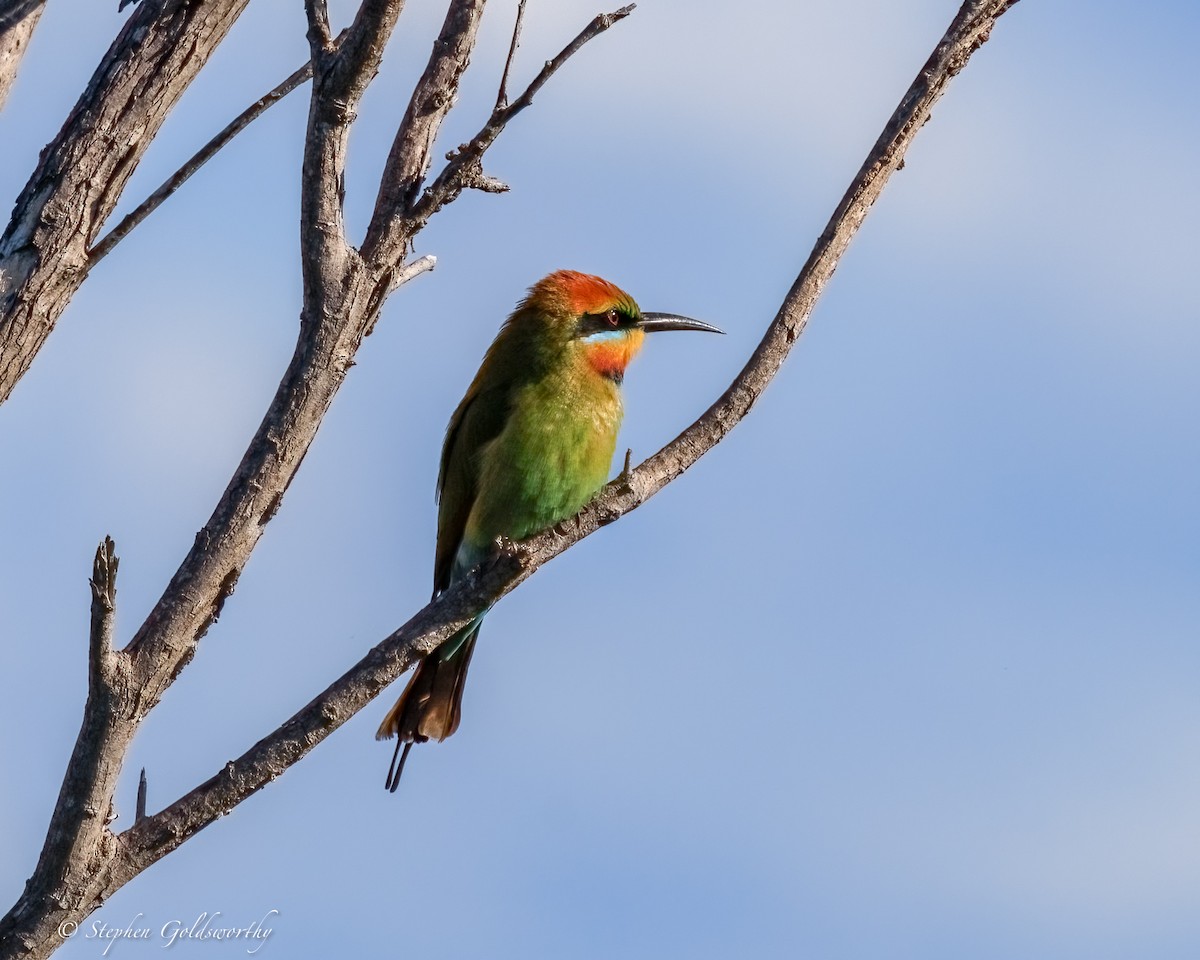 regnbuebieter - ML644542657