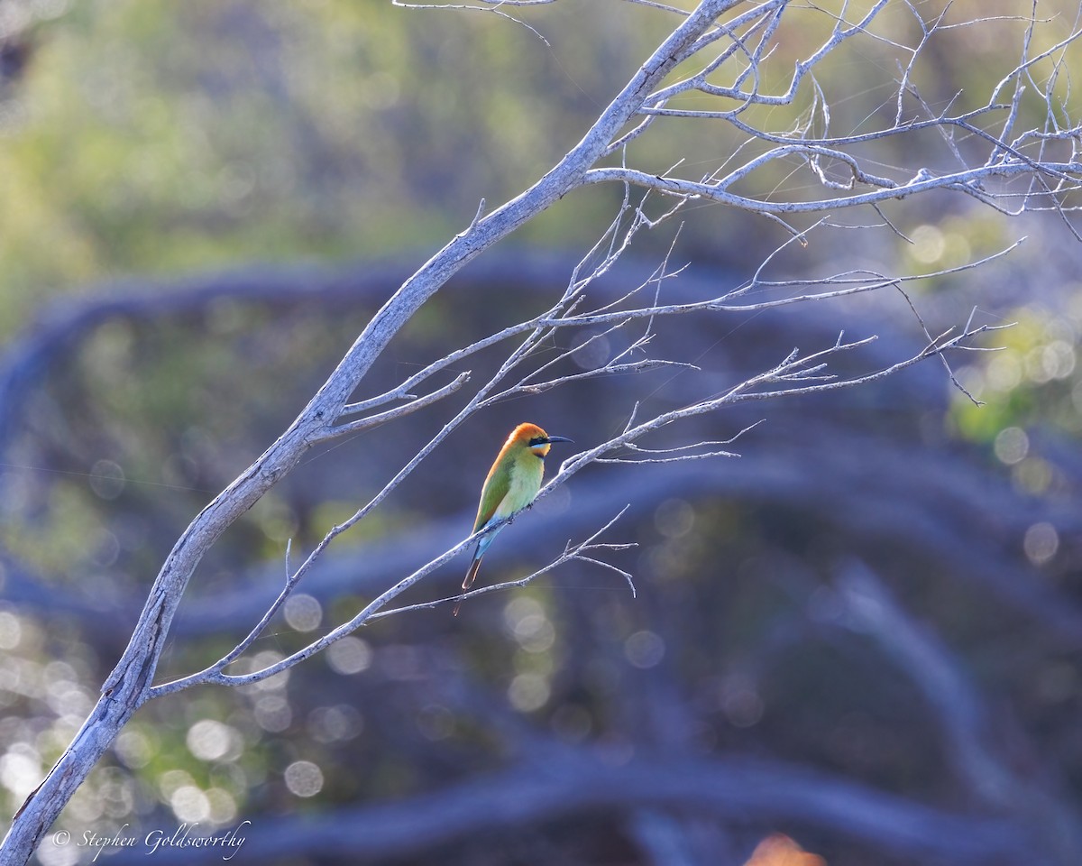 regnbuebieter - ML644542658