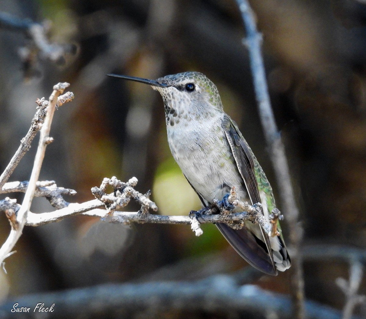 Black-chinned Hummingbird - ML644542665