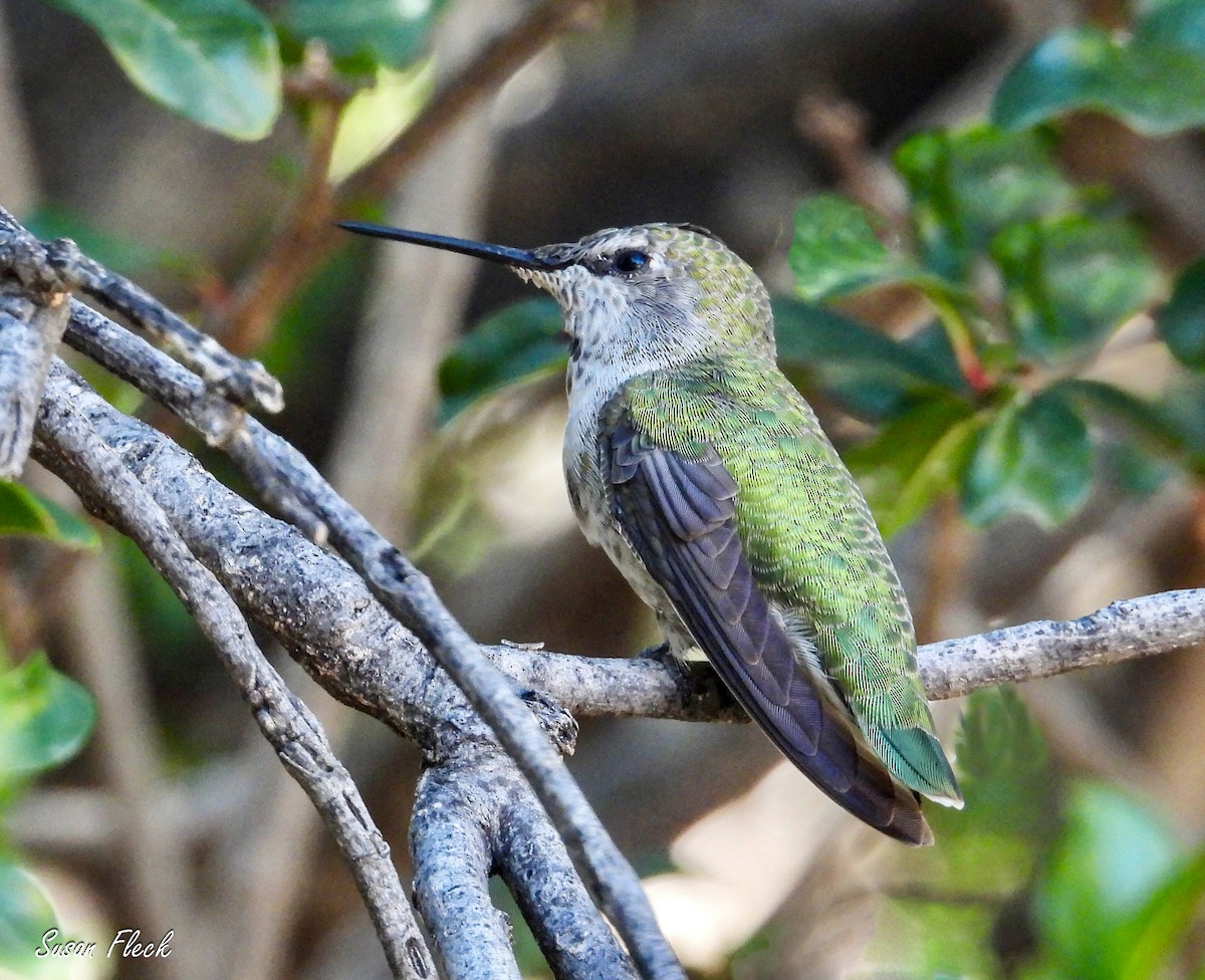 Anna's Hummingbird - ML644542666