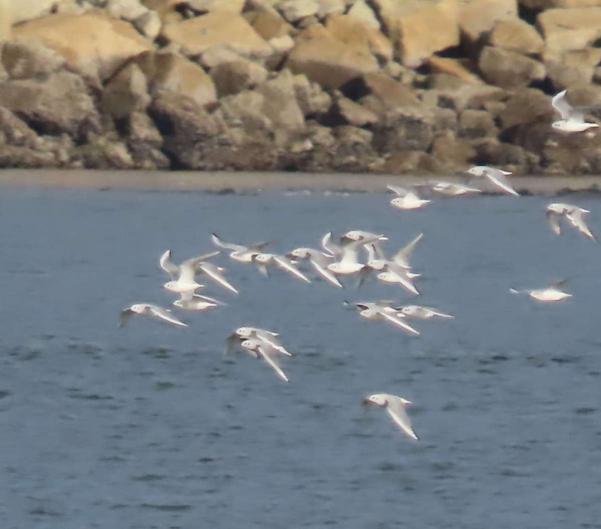 Bonaparte's Gull - ML644542671