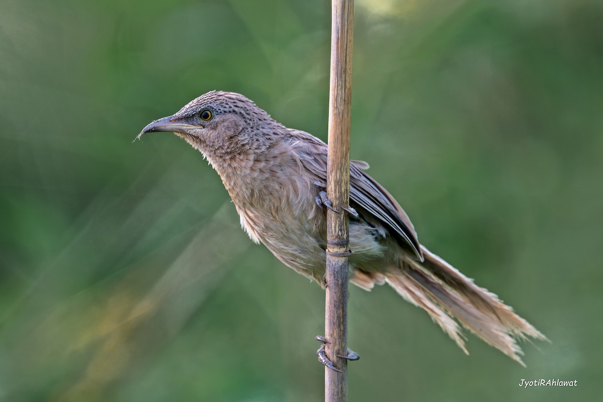 Kalapitari marraduna - ML644542676