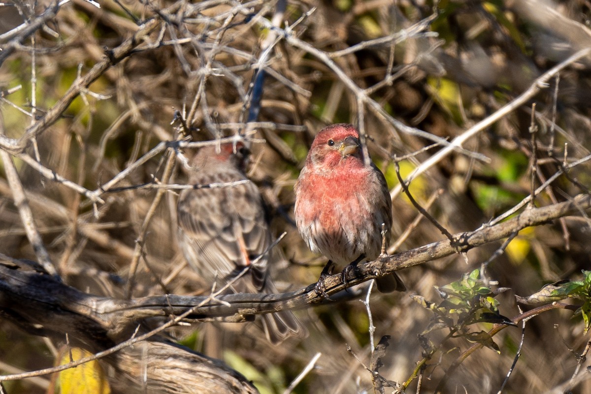 House Finch - ML644542677