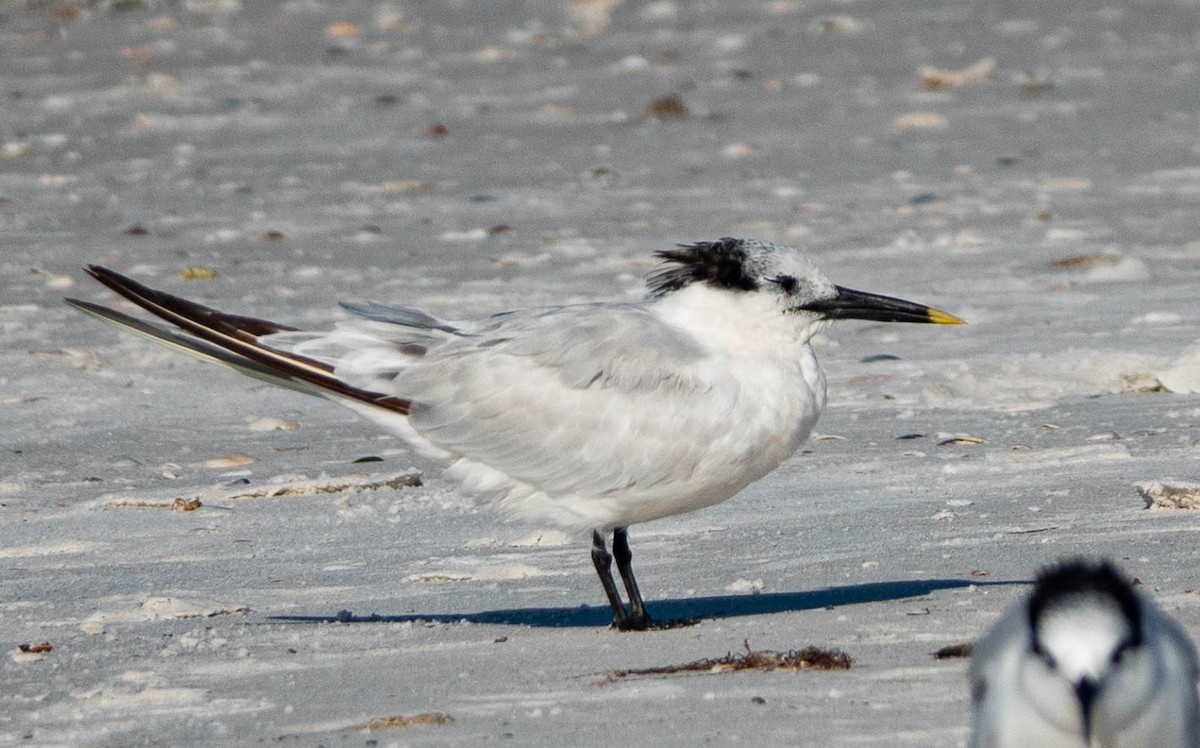 Sterne caugek - ML644542682