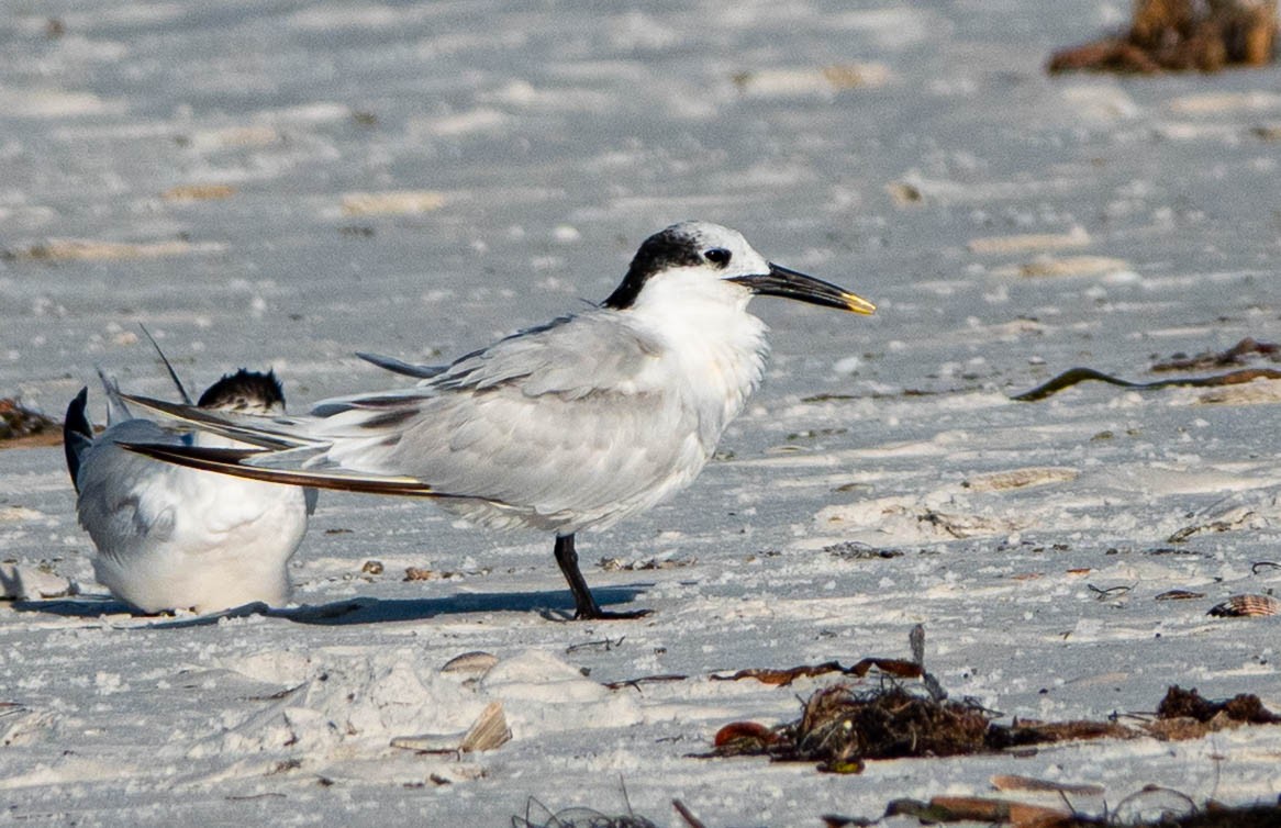 Sterne caugek - ML644542683