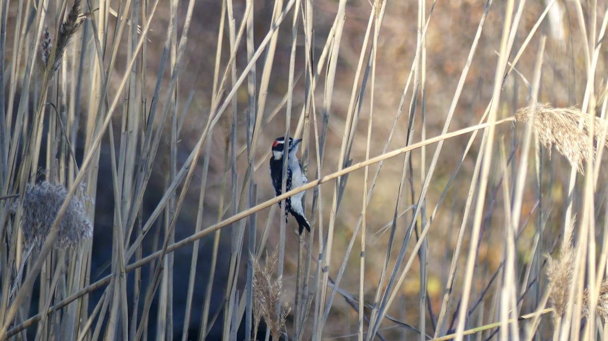 Downy Woodpecker - ML644542696