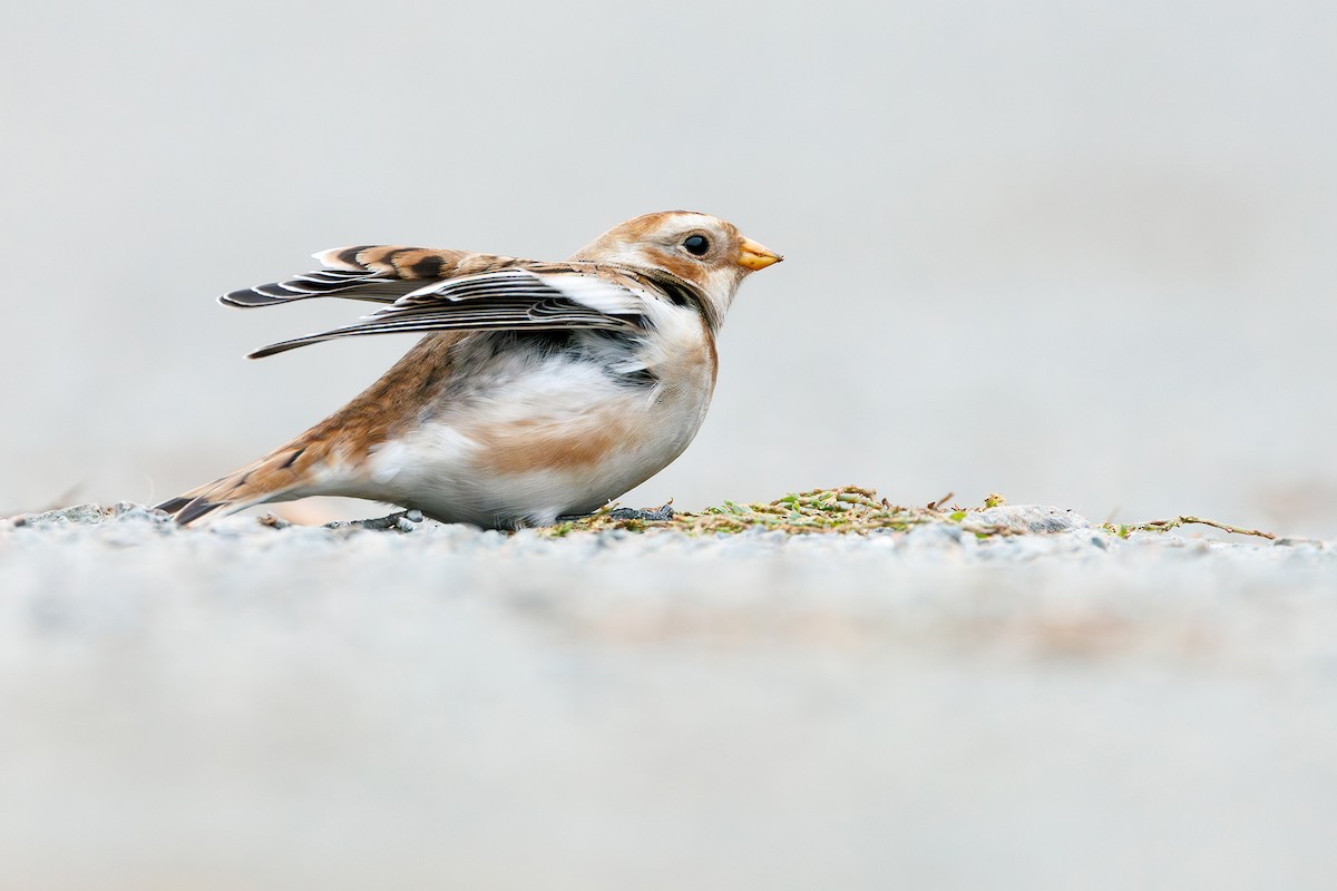 Snow Bunting - ML644542710