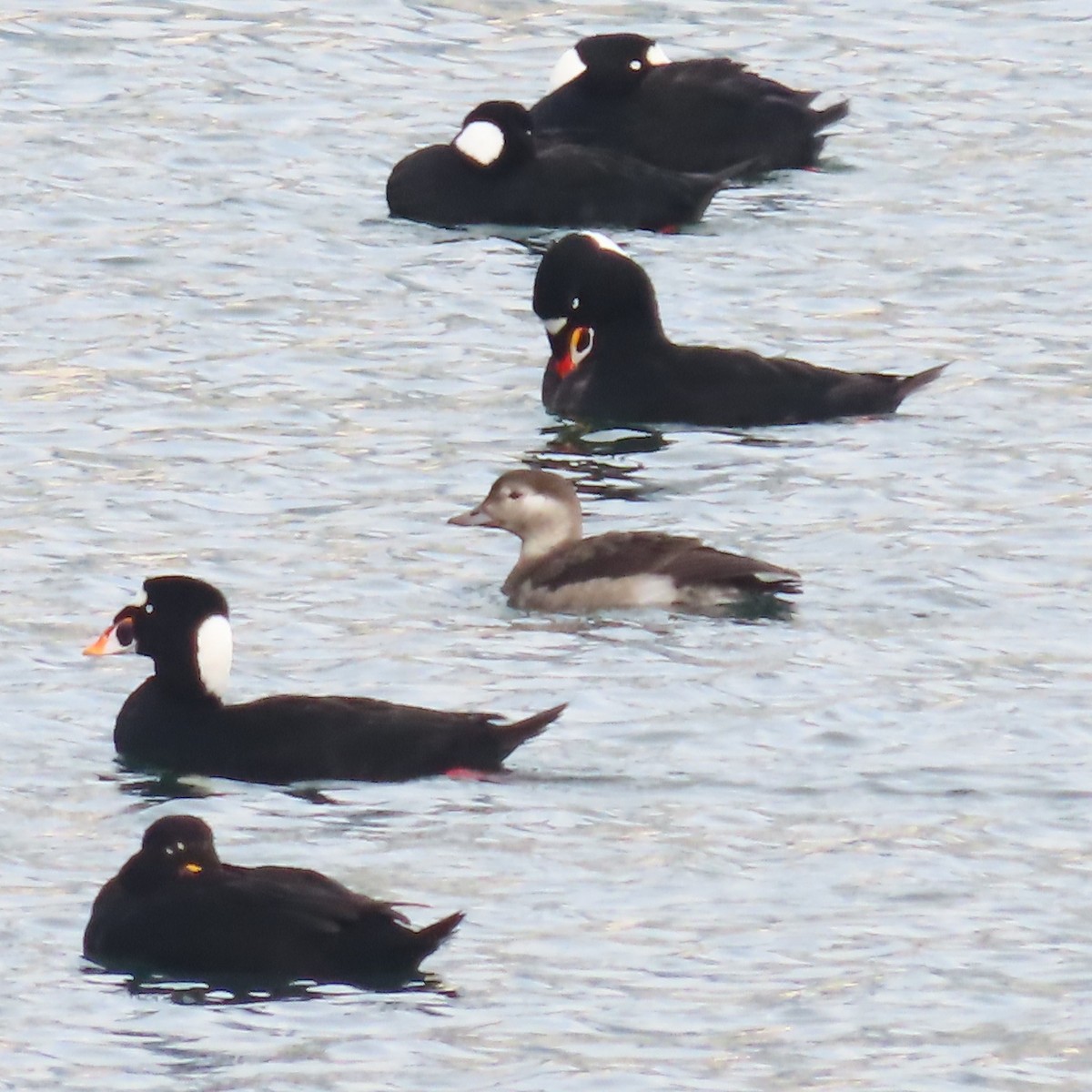 Long-tailed Duck - ML644542711