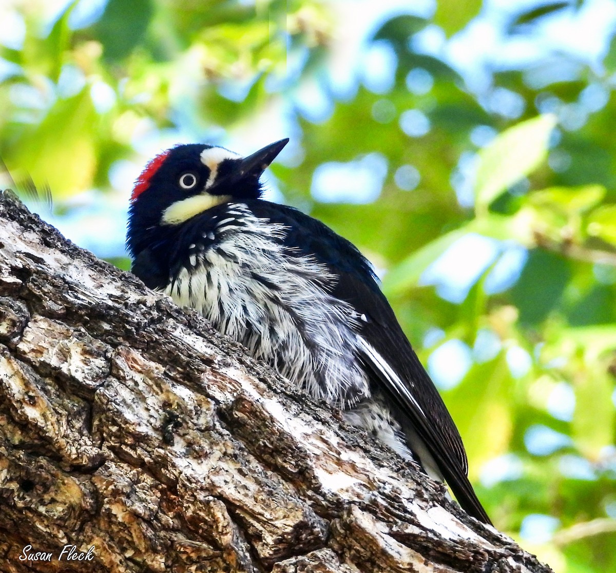 Acorn Woodpecker - ML644542714