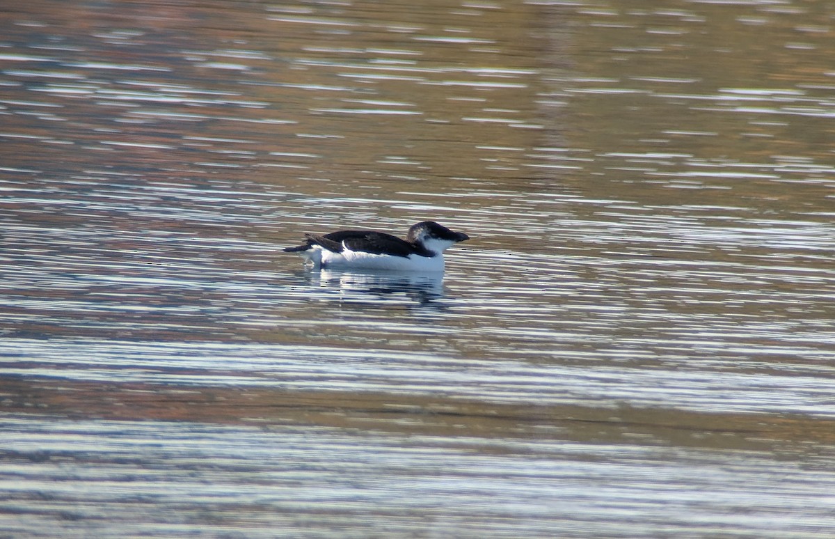 Razorbill - ML644542727