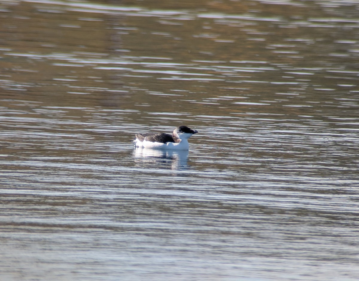 Razorbill - ML644542728