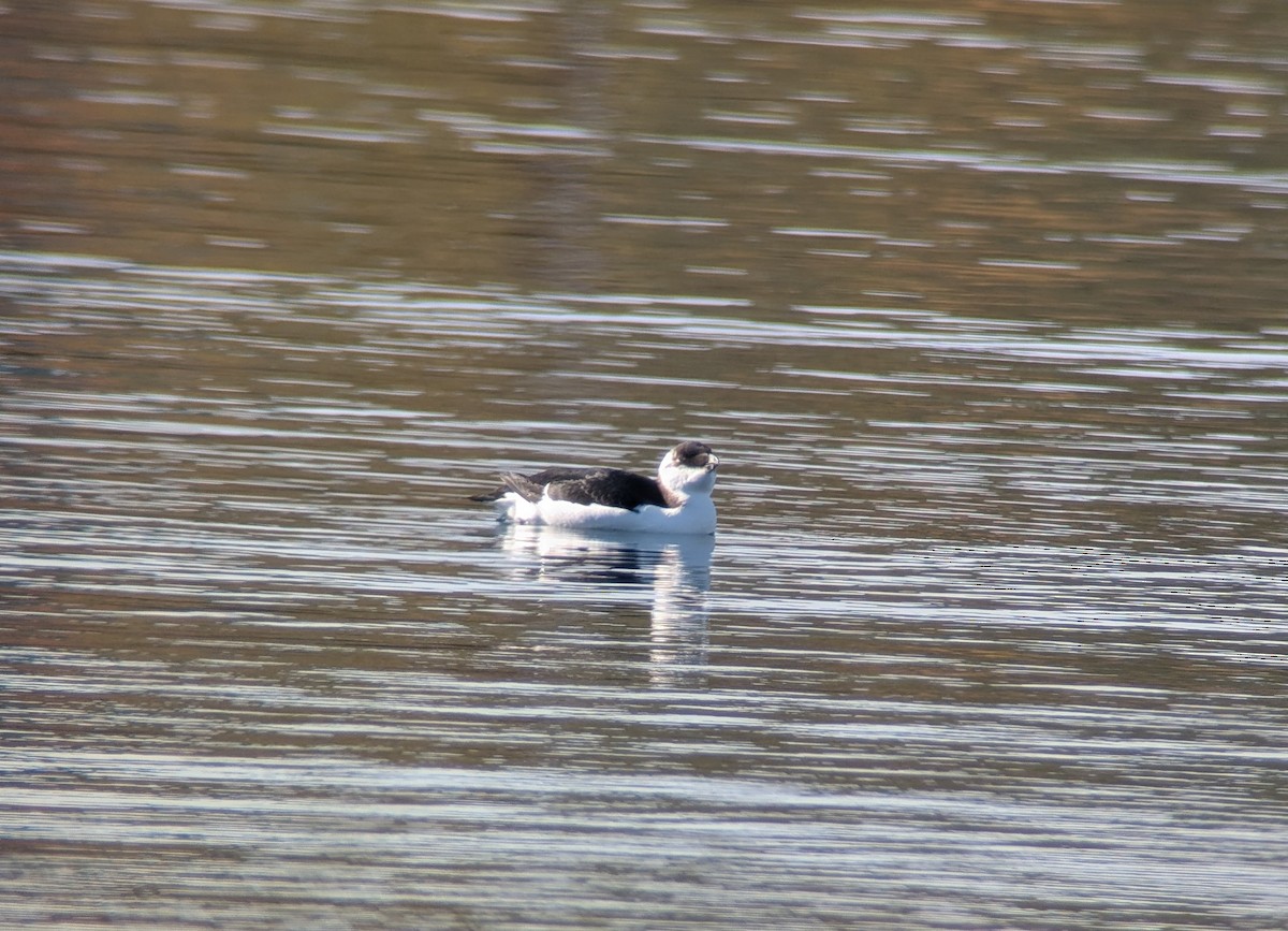 Razorbill - ML644542729
