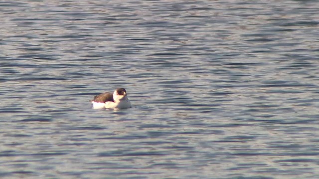 Razorbill - ML644542730