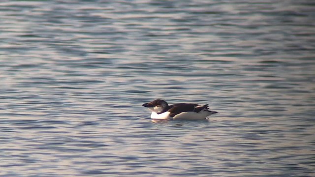 Razorbill - ML644542731