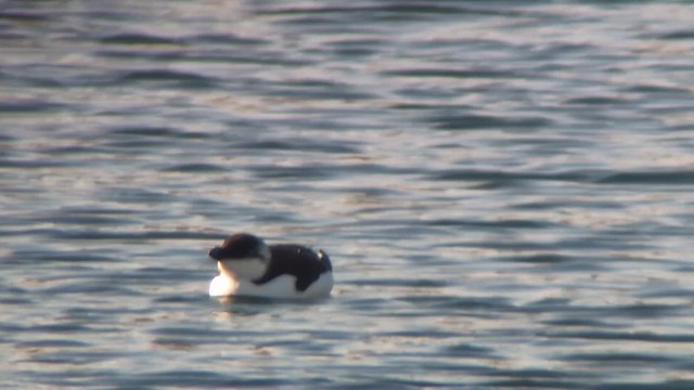 Razorbill - ML644542733