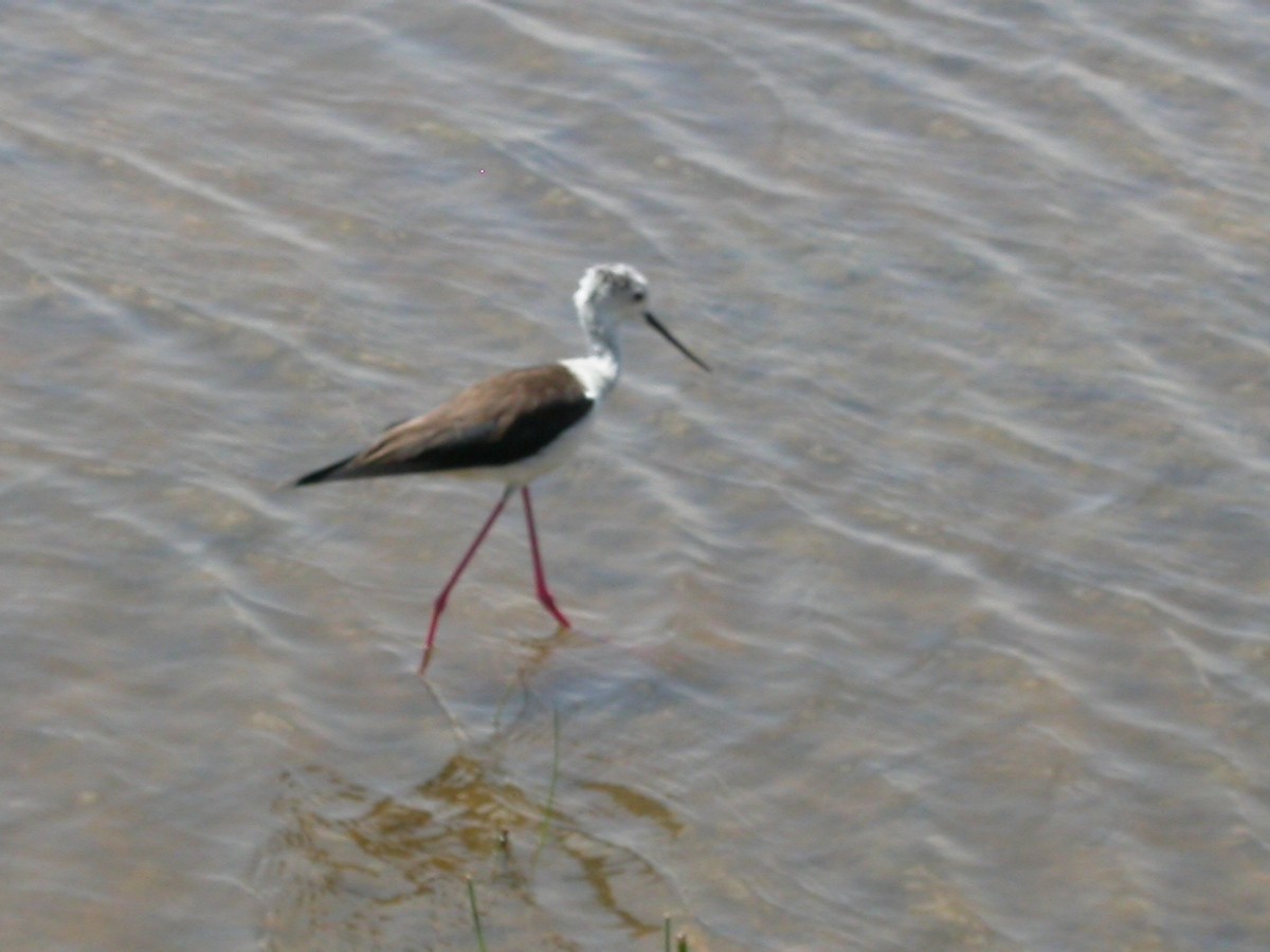 Échasse blanche - ML644542735