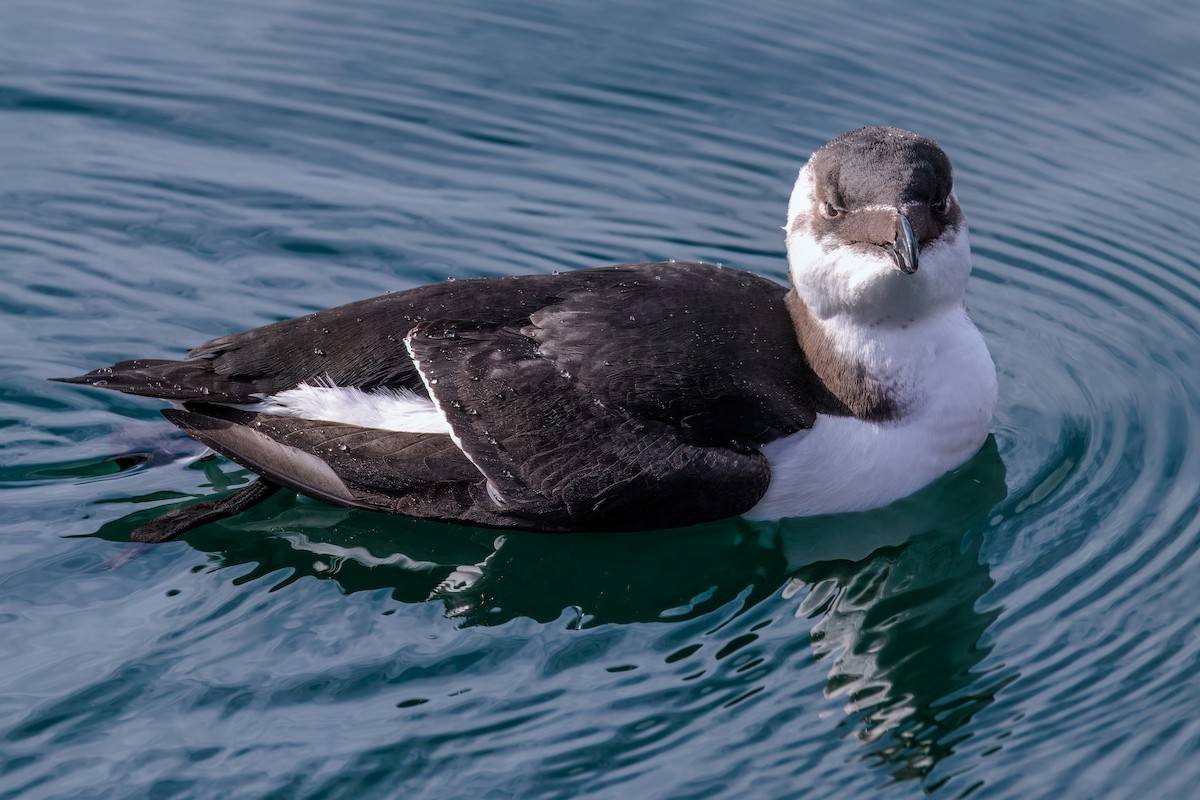 Razorbill - ML644542744