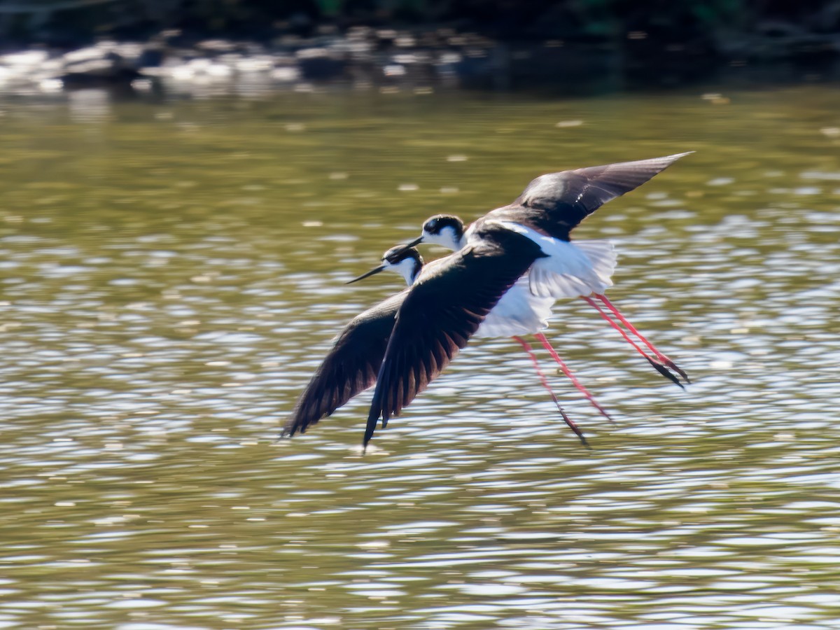 Échasse d'Amérique - ML644542746