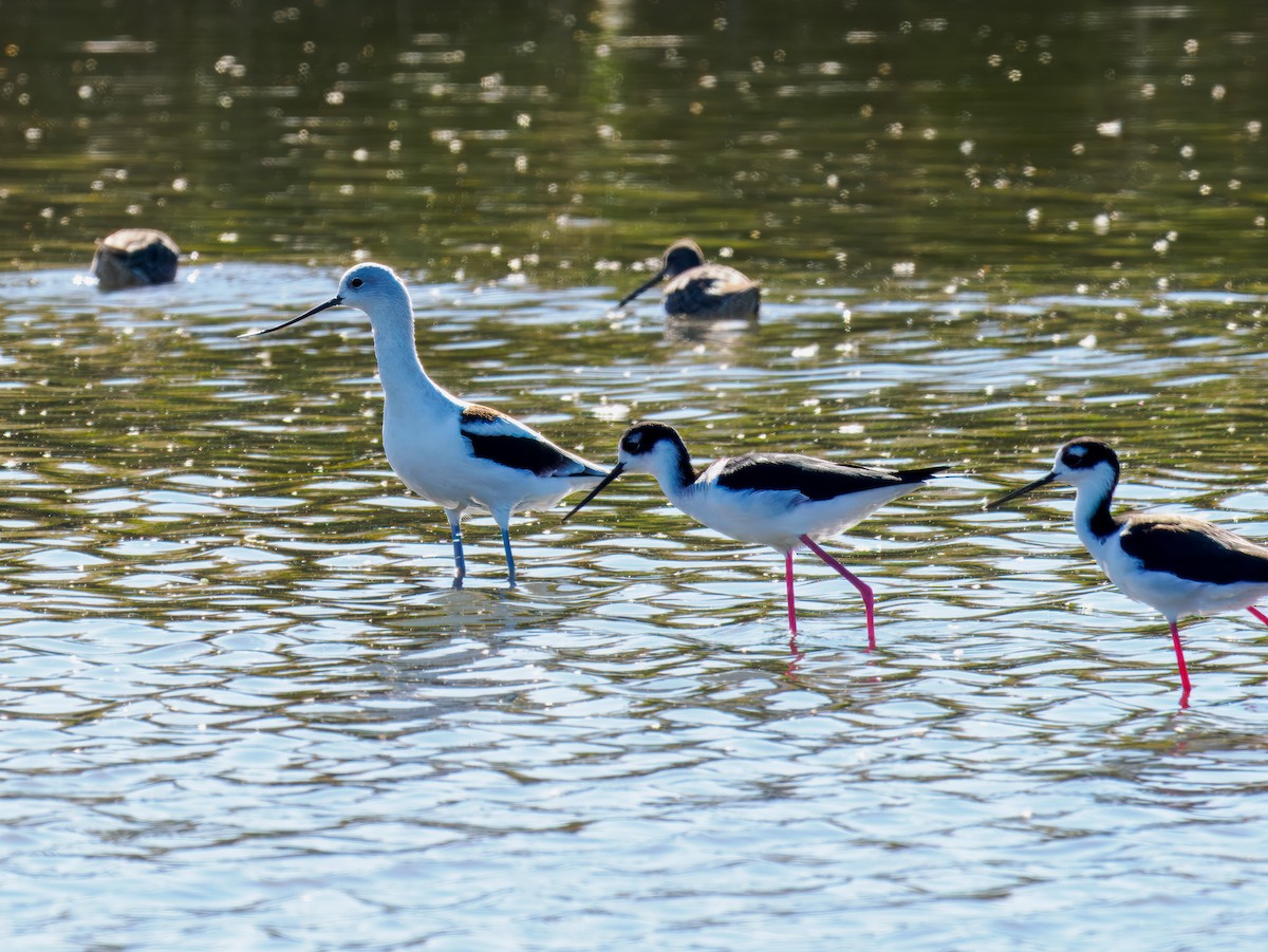 Échasse d'Amérique - ML644542747