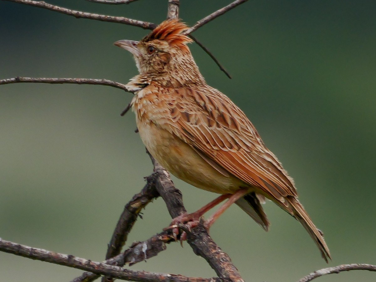 Rufous-naped Lark - ML644542751