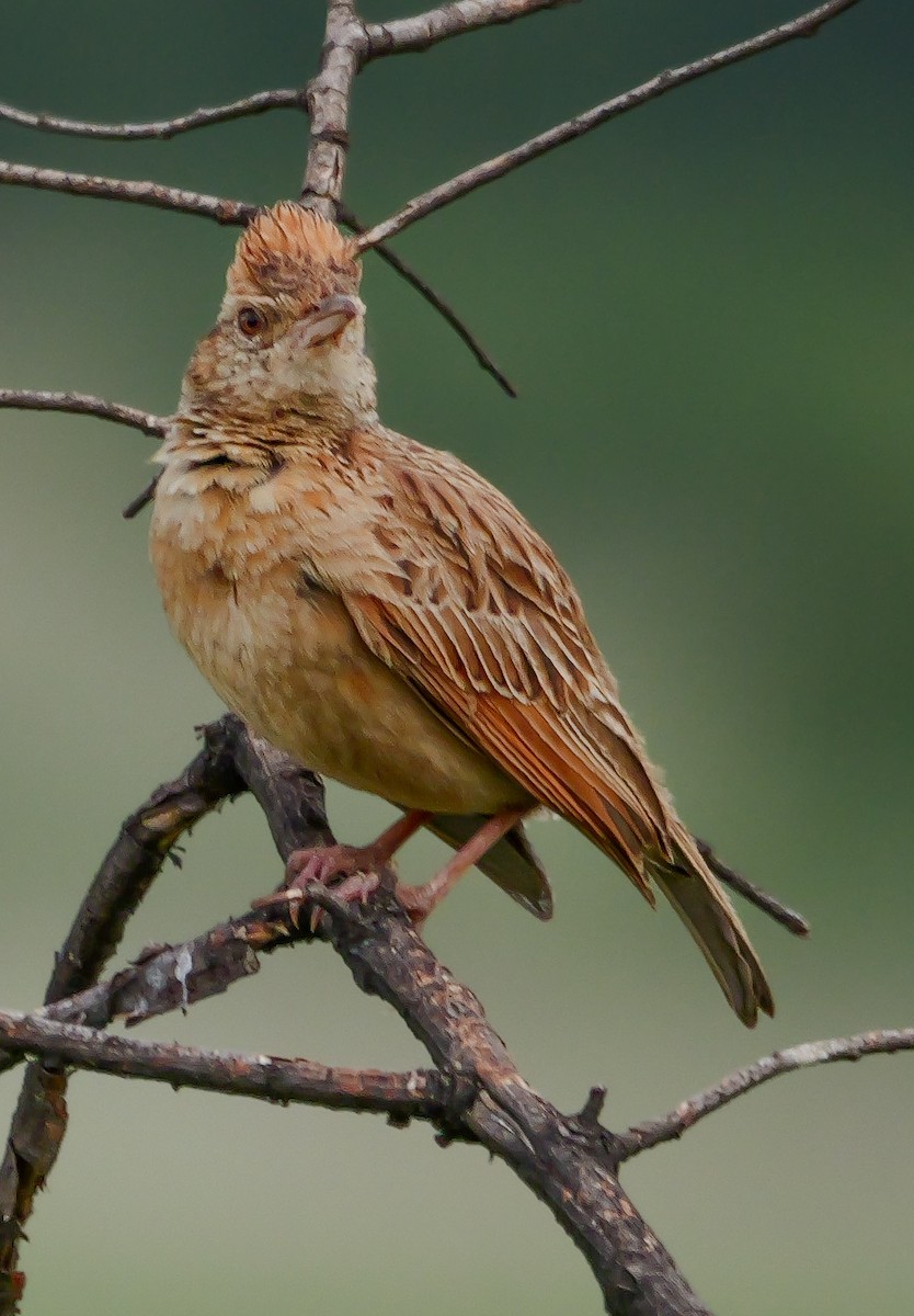 Rufous-naped Lark - ML644542752
