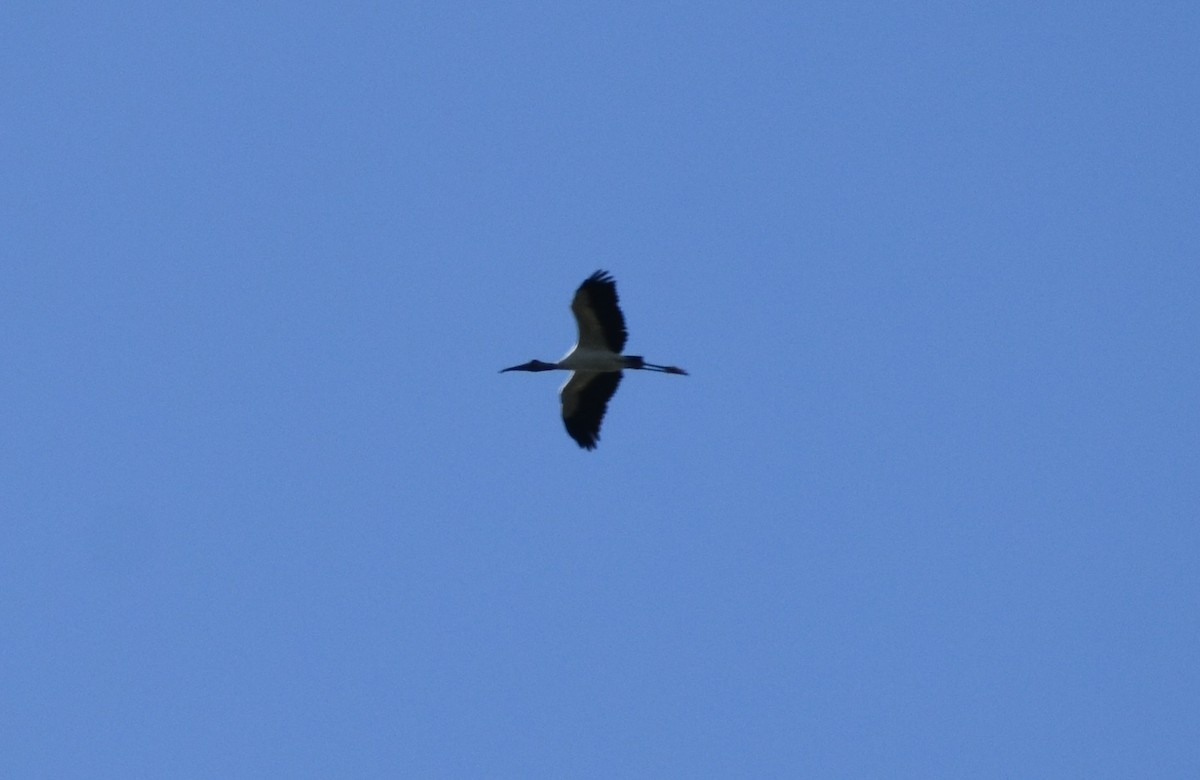 Wood Stork - ML644542756