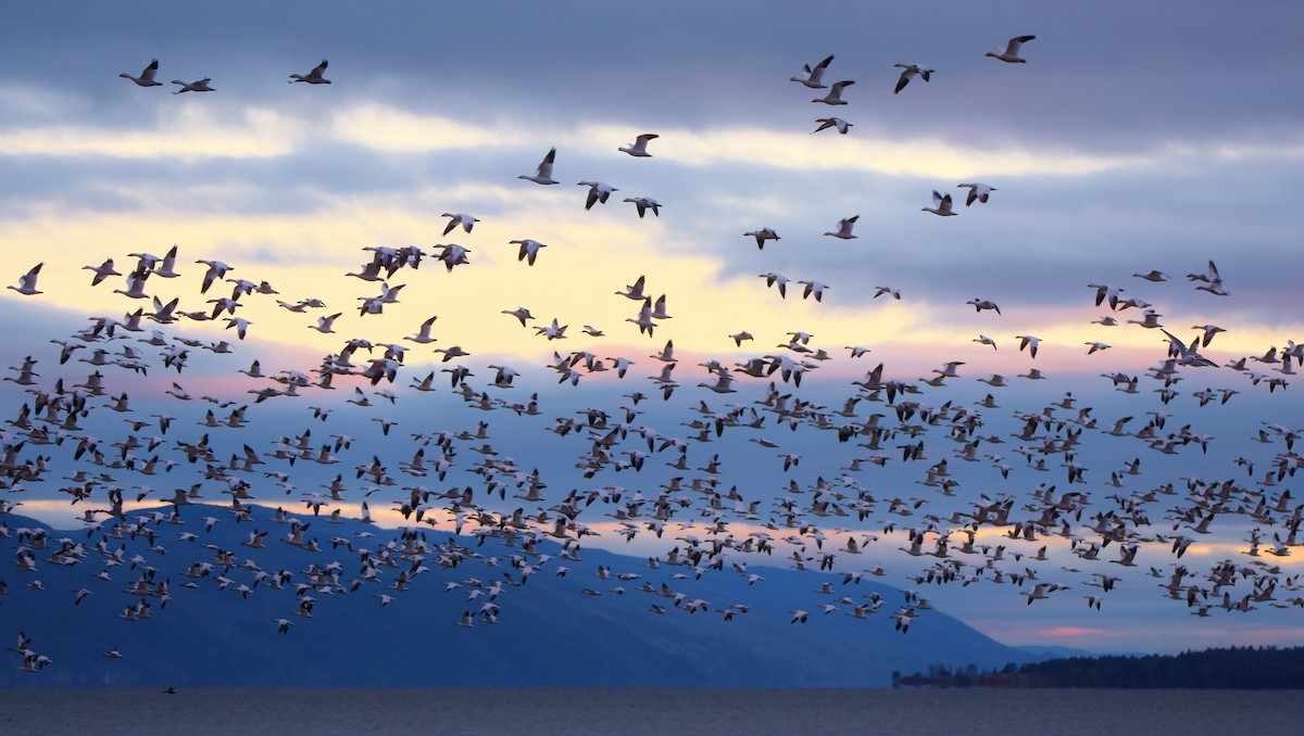 Цасны галуу - ML644542781