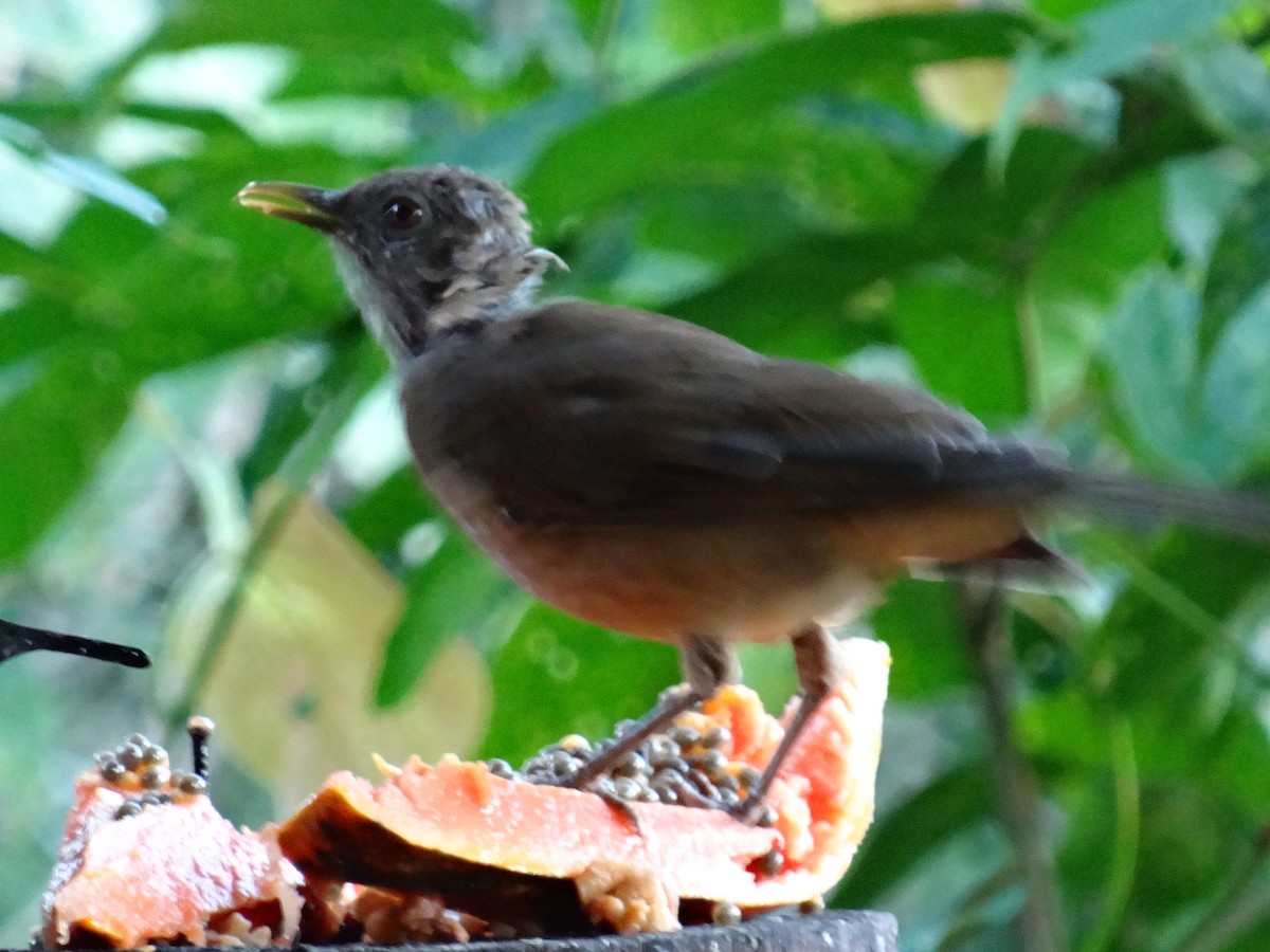 Clay-colored Thrush - ML644542788